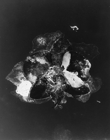 Lorenz Olivier Schmid, Anthologie Phalaenopsis