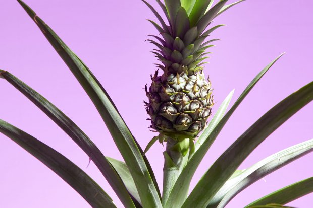 ananas_klein.jpg