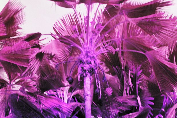 let_s_go._the_palms_are_glowing_again_nr.1._2019.jpg