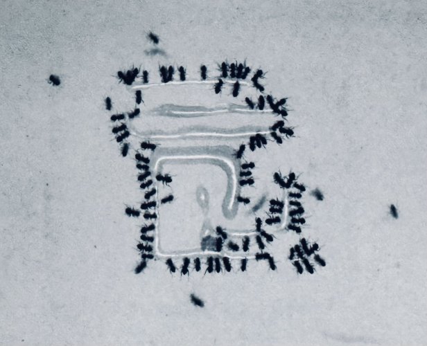 4_ameisen_1986.jpg