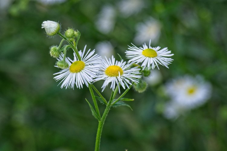 erigeron_annuus.jpg