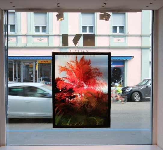 the_palms_are_glwoing_again_foto_jonas_studer.jpg