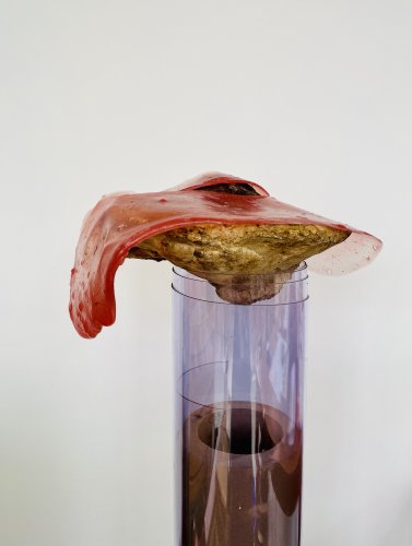 zunder_agar.jpg